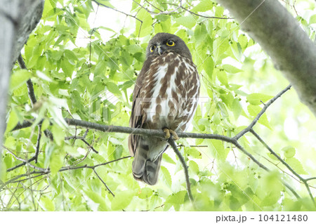 神社の森のアオバズク 104121480