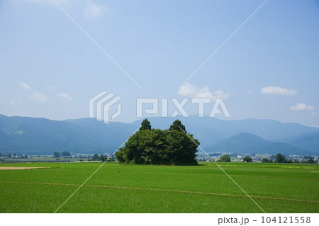 田んぼの中に佇む猫島 104121558