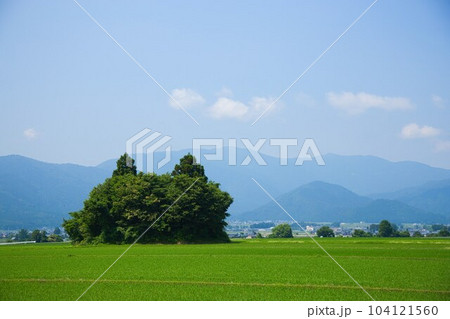 田んぼの中に佇む猫島 田んぼの中に佇む猫島 104121560