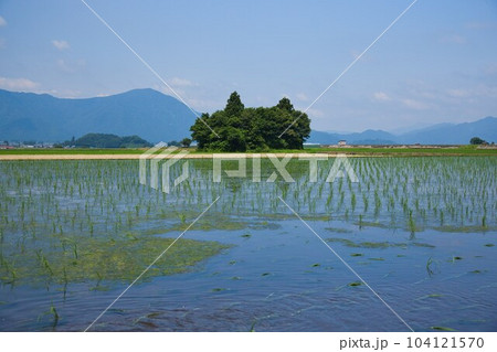 田んぼの中に佇む猫島 田んぼの中に佇む猫島 104121570
