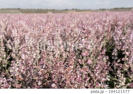 Field of Clary sage - Salvia Sclarea in bloom, cultivated to extract the essential oil and honey. Field with blossom sage plants during golden sunset, relaxing nature view. Close up. Selective focus. 104121577