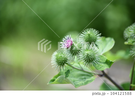 ゴボウ（牛蒡）の花と蕾 104121588