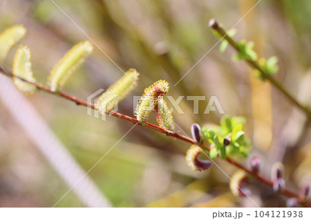 早春　芽吹き　イヌコリヤナギ花穂 104121938