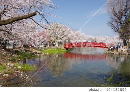 臥竜公園さくらまつり 104122093