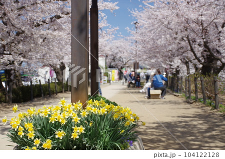 臥竜公園さくらまつり 104122128