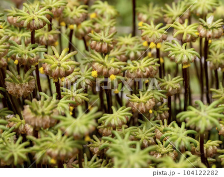 ゼニゴケの雌株 104122282