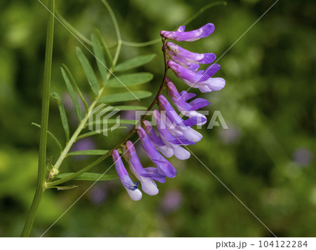 帰化植物であるナヨクサフジの花 帰化植物であるナヨクサフジの花 104122284