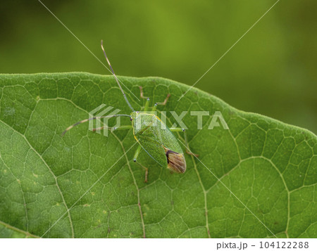 葉の上にいるヘラクヌギカメムシ 104122288
