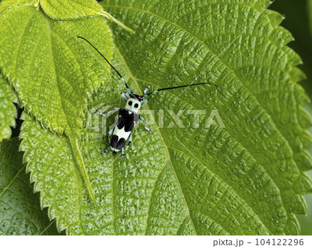 葉の上に居るラミーカミキリ 104122296