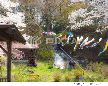 お滝さんに満開の桜とこいのぼり 104122300