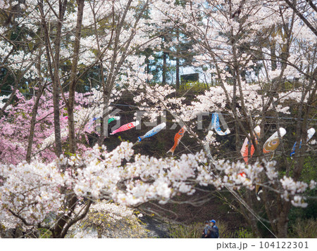 満開の桜とコイノボリ 104122301