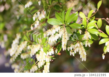 アセビの花 104122395