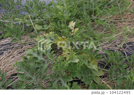 生育不良のスイカ畑 104122495