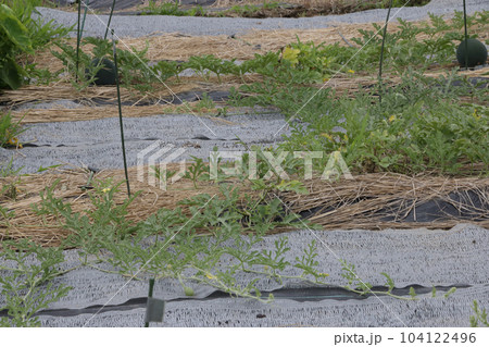 生育不良のスイカ畑 生育不良のスイカ畑 104122496