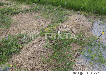 生育不良のスイカ畑 104122499