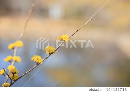 春黄金花 サンシュユの花 春黄金花 サンシュユの花 104122718