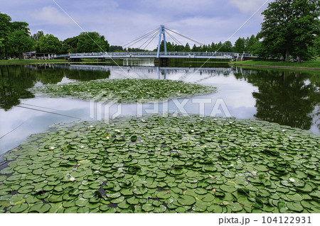東京都 都立水元公園 水元大橋と睡蓮の風景 東京都 都立水元公園 水元大橋と睡蓮の風景 104122931