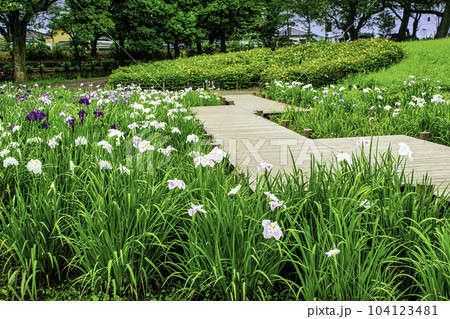 東京都 都立水元公園 葛飾菖蒲まつり 東京都 都立水元公園 葛飾菖蒲まつり 104123481