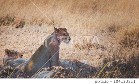Pride of lionesses resting after eating a prey. Serengeti National Park Tanzania Pride of lionesses resting after eating a prey. Serengeti National Park Tanzania 104123511