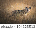 Hyena among the prairie grass of the Serengeti National Park. Tanzania. 104123512