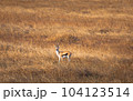 Isolated Thomson's gazelle in the prairie of Serengeti National Park. Tanzania. 104123514