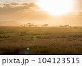 Acacia trees backlit in the vast grasslands of Serengeti National Park. Tanzania. 104123515