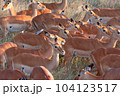 Herd of multiple female Impala (Aepyceros melampus) in the grasslands of Serengeti National Park. Tanzania. 104123517