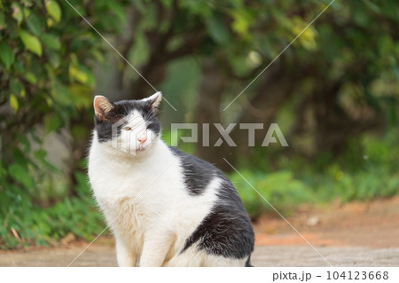 公園に住む野良猫1 公園に住む野良猫1 104123668