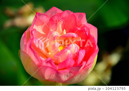 蓮の花 蓮の花 104123795