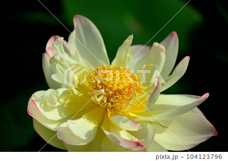 蓮の花 104123796