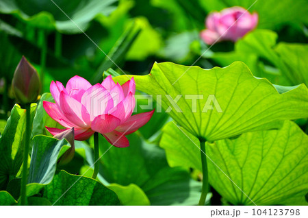 蓮の花 104123798