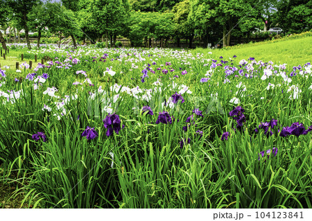 東京都　都立水元公園　葛飾菖蒲まつり 104123841