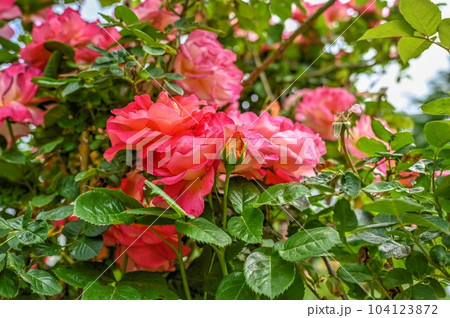 Red Black Magic Rose flower on green leaves background Red Black Magic Rose flower on green leaves background 104123872