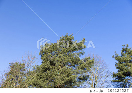 the tops of an old pine tree with long green needles against the sky the tops of an old pine tree with long green needles against the sky 104124527