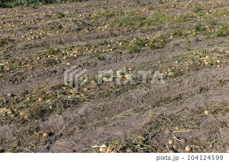 A field with a ripe onion harvest during the food harvest 104124599