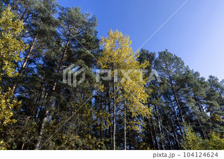 Autumn nature with trees during the fall of colorful foliage 104124624