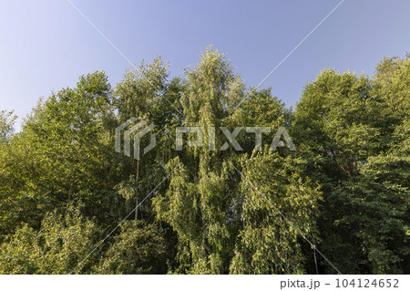 Different trees growing together in the forest Different trees growing together in the forest 104124652