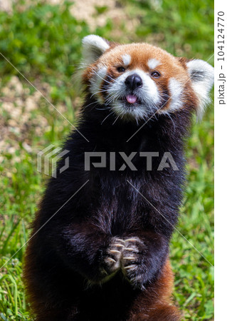 札幌　円山動物園　レッサーパンダ 104124770
