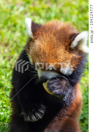 札幌 円山動物園 レッサーパンダ 札幌 円山動物園 レッサーパンダ 104124777