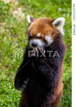 札幌　円山動物園　レッサーパンダ 104124784