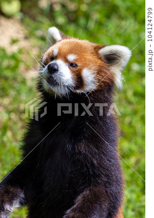 札幌 円山動物園 レッサーパンダ 札幌 円山動物園 レッサーパンダ 104124799