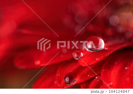 Red gerbera flower petals with water drop close up. Macro photography of gerbera flower petals with dew. 104124847