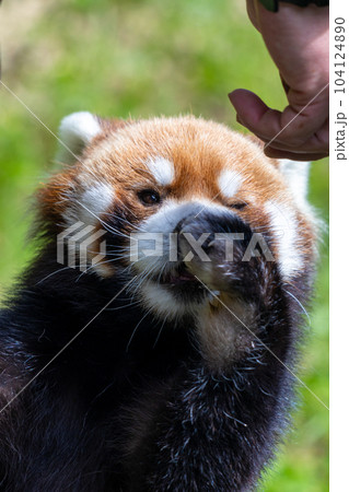 札幌 円山動物園 レッサーパンダ 札幌 円山動物園 レッサーパンダ 104124890
