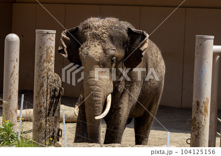 札幌 円山動物園 象 札幌 円山動物園 象 104125156