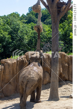 札幌 円山動物園 象 札幌 円山動物園 象 104125177