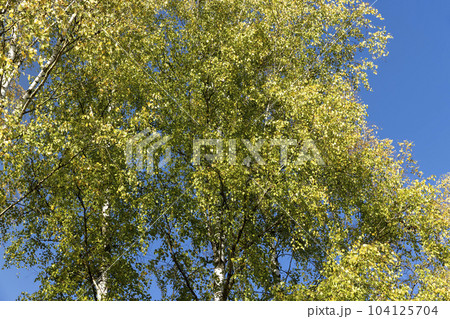 sunny autumn weather in the birch forest 104125704