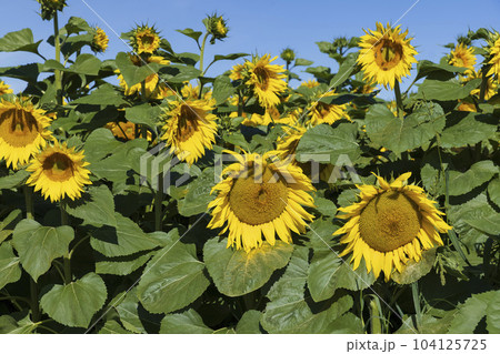 Beautiful blooming yellow sunflowers in the summer 104125725