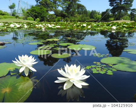 岡山県津山市にある回遊式日本庭園「衆楽園」のスイレン 104125910