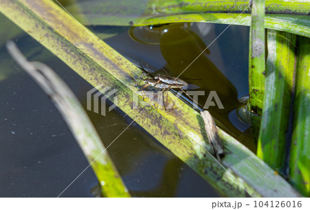 Insect Gerris lacustris, known as common pond skater or common water strider is a species of water strider, found in Europe have ability to move quickly on the water surface and have hydrophobic legs Insect Gerris lacustris, known as common pond skater or common water strider is a species of water strider, found in Europe have ability to move quickly on the water surface and have hydrophobic legs 104126016