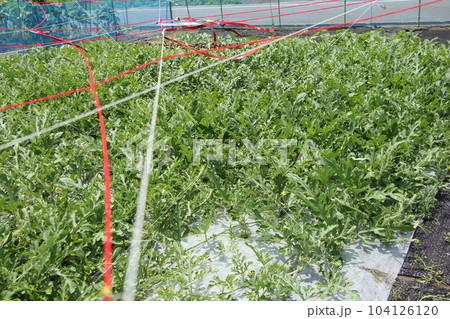 鳥除け　スイカの栽培 104126120